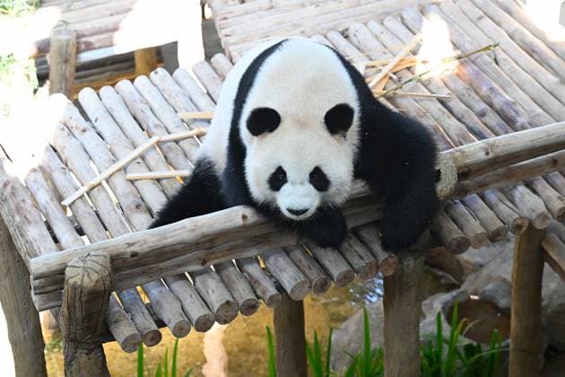 (260110) -- KUALA LUMPUR, Jan. 10, 2026 -- Giant panda Xiaoyue is pictured at Zoo Negara in Selangor, Malaysia, on Jan. 10, 2026. China s giant pandas Chenxing and Xiaoyue, currently on loan to Malaysia, officially met the public here on Saturday. TO GO WITH New giant panda couple makes public debut in Malaysia ) MALAYSIA-KUALA LUMPUR-GIANT PANDAS-PUBLIC DEBUT ChengxYiheng 