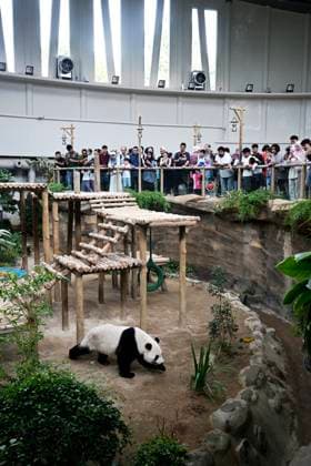 (260110) -- KUALA LUMPUR, Jan. 10, 2026 -- People view giant panda Chenxing at Zoo Negara in Selangor, Malaysia, on Jan. 10, 2026. China s giant pandas Chenxing and Xiaoyue, currently on loan to Malaysia, officially met the public here on Saturday. TO GO WITH New giant panda couple makes public debut in Malaysia ) MALAYSIA-KUALA LUMPUR-GIANT PANDAS-PUBLIC DEBUT ChengxYiheng 