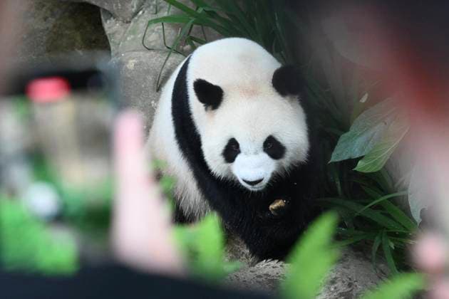 (260110) -- KUALA LUMPUR, Jan. 10, 2026 -- Giant panda Xiaoyue is pictured at Zoo Negara in Selangor, Malaysia, on Jan. 10, 2026. China s giant pandas Chenxing and Xiaoyue, currently on loan to Malaysia, officially met the public here on Saturday. TO GO WITH New giant panda couple makes public debut in Malaysia ) MALAYSIA-KUALA LUMPUR-GIANT PANDAS-PUBLIC DEBUT ChengxYiheng 