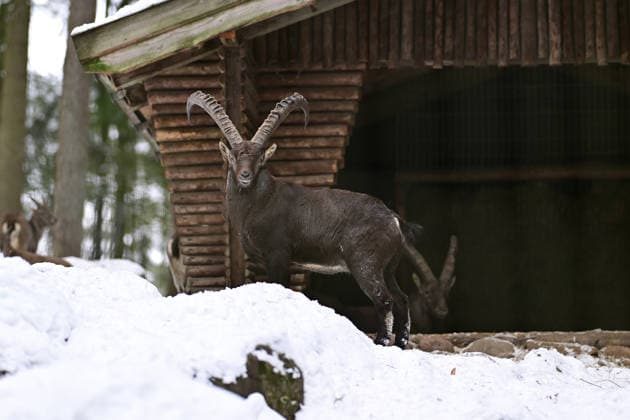 Alpensteinbock im Schnee vor einer Schutzhütte im Wildpark Schwarze Berge bei Hamburg I 10.01.2026 Alpensteinbock im Schnee vor einer Schutzhütte im Wildpark Schwarze Berge bei Hamburg Hamburg Hamburg Hamburg Deutschland *** Alpine ibex in the snow in front of a shelter in the Schwarze Berge Wildlife Park near Hamburg I 10 01 2026 Alpine ibex in the snow in front of a shelter in the Schwarze Berge Wildlife Park near Hamburg Hamburg Hamburg Hamburg Hamburg Germany Copyright: xLobeca FelixxSchlikisx