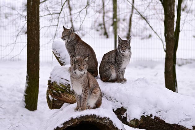 Luchse im Schnee im Wildpark Schwarze Berge bei Hamburg I 10.01.2026 Luchse im Schnee im Wildpark Schwarze Berge bei Hamburg Hamburg Hamburg Hamburg Deutschland *** Lynxes in the snow in the Schwarze Berge Wildlife Park near Hamburg I 10 01 2026 Lynxes in the snow in the Schwarze Berge Wildlife Park near Hamburg Hamburg Hamburg Hamburg Hamburg Germany Copyright: xLobeca FelixxSchlikisx