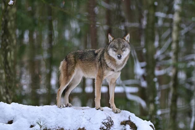 Winterlicher Besuch im Wildpark Schwarze Berge bei Hamburg, Wolf im Winter auf einem Holzhaufen im Wildpark Schwarze Berge bei Hamburg I 10.01.2026 Winterlicher Besuch im Wildpark Schwarze Berge bei Hamburg, Wolf im Winter auf einem Holzhaufen im Wildpark Schwarze Berge bei Hamburg Hamburg Hamburg Hamburg Deutschland *** Winter visit to the Schwarze Berge Wildlife Park near Hamburg, wolf in winter on a woodpile in the Schwarze Berge Wildlife Park near Hamburg I 10 01 2026 Winter visit to the Schwarze Berge Wildlife Park near Hamburg, wolf in winter on a woodpile in the Schwarze Berge Wildlife Park near Hamburg Hamburg Hamburg Hamburg Hamburg Germany Copyright: xLobeca FelixxSchlikisx