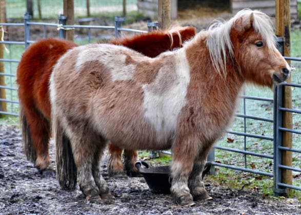 Seasonal weather, frost Miniature ponies on a cold and frosty morning in the countryside., Credit:Geoffrey Swaine Avalon UK, Oxfordshire, Dunsden  Copyright: xGeoffreyxSwainex xAvalonx 1065032373