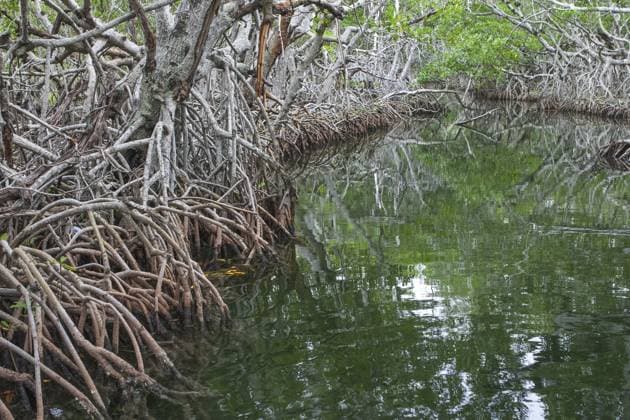 Mangrovenwälder, Florida, USA Mangrove forests, Florida, USA Copyright: imageBROKER RadomirxRezny ibxiqx16047685.jpg
