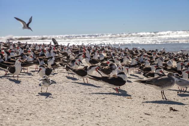 Nistende schwarze Skimmerseeschwalben Rynchops niger am weißen Sand des Clam Pass in Naples, Florida Nesting black skimmer terns Rynchops niger on the white sands of Clam Pass in Naples, Florida Copyright: imageBROKER Jaycee ibxiqx16074016.jpg
