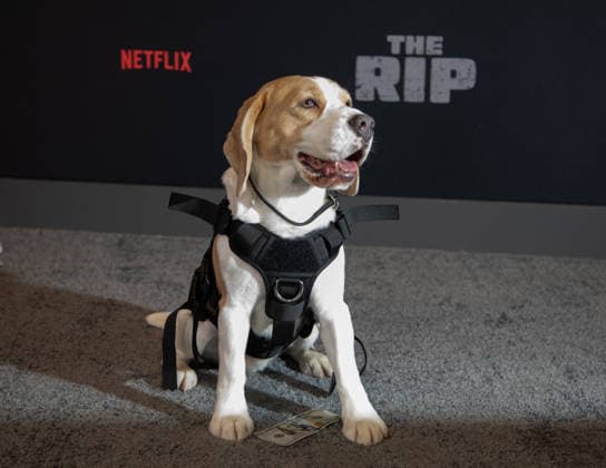 Wilbur arrives on the red carpet for the Netflix s The Rip New York Premiere on Tuesday, January 13, 2026 at Alice Tully Hall, Lincoln Center in New York City.  NYP20260113638 SERENAxXUxNING