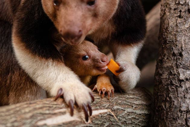 RECORD DATE NOT STATED Tree kangaroo joey emerges from his mum s pouch at Chester Zoo Endangered tree kangaroo joey has fully emerged for the first time after spending months growing inside his mother s pouch., Credit:Chester Zoo Avalon  Copyright: xChesterxZoox xAvalonx 1065442443