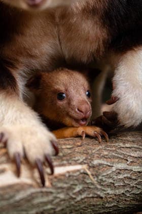RECORD DATE NOT STATED Tree kangaroo joey emerges from his mum s pouch at Chester Zoo Endangered tree kangaroo joey has fully emerged for the first time after spending months growing inside his mother s pouch., Credit:Chester Zoo Avalon  Copyright: xChesterxZoox xAvalonx 1065442500