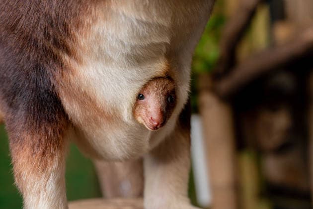 RECORD DATE NOT STATED Tree kangaroo joey emerges from his mum s pouch at Chester Zoo Endangered tree kangaroo joey has fully emerged for the first time after spending months growing inside his mother s pouch., Credit:Chester Zoo Avalon  Copyright: xChesterxZoox xAvalonx 1065442599