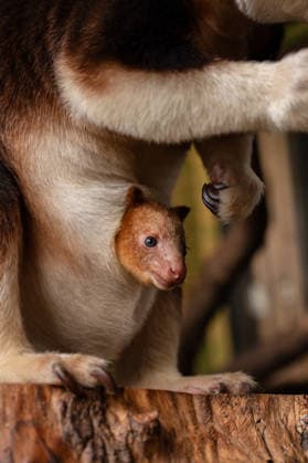 RECORD DATE NOT STATED Tree kangaroo joey emerges from his mum s pouch at Chester Zoo Endangered tree kangaroo joey has fully emerged for the first time after spending months growing inside his mother s pouch., Credit:Chester Zoo Avalon  Copyright: xChesterxZoox xAvalonx 1065442624