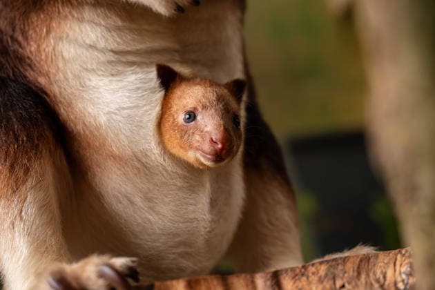 RECORD DATE NOT STATED Tree kangaroo joey emerges from his mum s pouch at Chester Zoo Endangered tree kangaroo joey has fully emerged for the first time after spending months growing inside his mother s pouch., Credit:Chester Zoo Avalon  Copyright: xChesterxZoox xAvalonx 1065442663