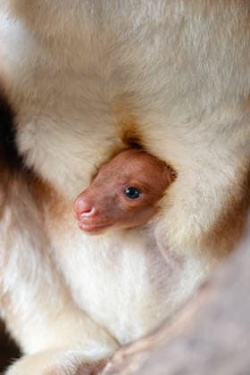 RECORD DATE NOT STATED Tree kangaroo joey emerges from his mum s pouch at Chester Zoo Endangered tree kangaroo joey has fully emerged for the first time after spending months growing inside his mother s pouch., Credit:Chester Zoo Avalon  Copyright: xChesterxZoox xAvalonx 1065442775
