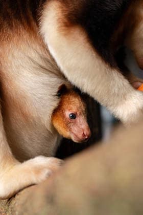 RECORD DATE NOT STATED Tree kangaroo joey emerges from his mum s pouch at Chester Zoo Endangered tree kangaroo joey has fully emerged for the first time after spending months growing inside his mother s pouch., Credit:Chester Zoo Avalon  Copyright: xChesterxZoox xAvalonx 1065442793