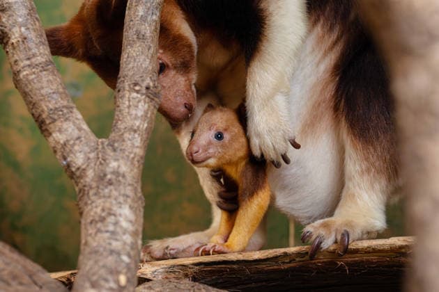 RECORD DATE NOT STATED Tree kangaroo joey emerges from his mum s pouch at Chester Zoo Endangered tree kangaroo joey has fully emerged for the first time after spending months growing inside his mother s pouch., Credit:Chester Zoo Avalon  Copyright: xChesterxZoox xAvalonx 1065442852