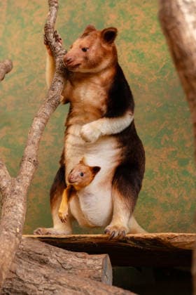 RECORD DATE NOT STATED Tree kangaroo joey emerges from his mum s pouch at Chester Zoo Endangered tree kangaroo joey has fully emerged for the first time after spending months growing inside his mother s pouch., Credit:Chester Zoo Avalon  Copyright: xChesterxZoox xAvalonx 1065442910