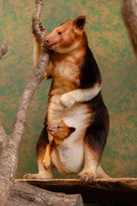 RECORD DATE NOT STATED Tree kangaroo joey emerges from his mum s pouch at Chester Zoo Endangered tree kangaroo joey has fully emerged for the first time after spending months growing inside his mother s pouch., Credit:Chester Zoo Avalon  Copyright: xChesterxZoox xAvalonx 1065442936