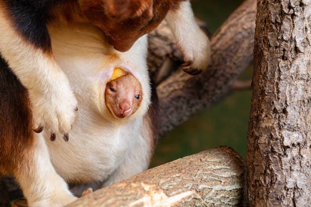 RECORD DATE NOT STATED Tree kangaroo joey emerges from his mum s pouch at Chester Zoo Endangered tree kangaroo joey has fully emerged for the first time after spending months growing inside his mother s pouch., Credit:Chester Zoo Avalon  Copyright: xChesterxZoox xAvalonx 1065442961