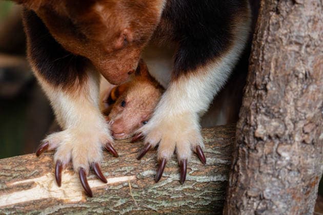 RECORD DATE NOT STATED Tree kangaroo joey emerges from his mum s pouch at Chester Zoo Endangered tree kangaroo joey has fully emerged for the first time after spending months growing inside his mother s pouch., Credit:Chester Zoo Avalon  Copyright: xChesterxZoox xAvalonx 1065442993