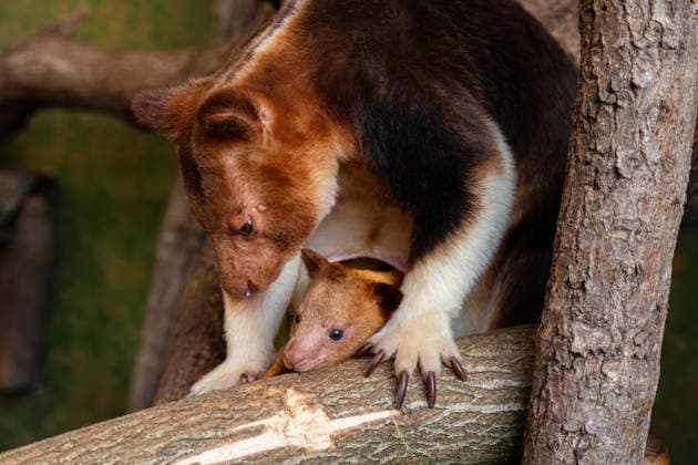 RECORD DATE NOT STATED Tree kangaroo joey emerges from his mum s pouch at Chester Zoo Endangered tree kangaroo joey has fully emerged for the first time after spending months growing inside his mother s pouch., Credit:Chester Zoo Avalon  Copyright: xChesterxZoox xAvalonx 1065443028