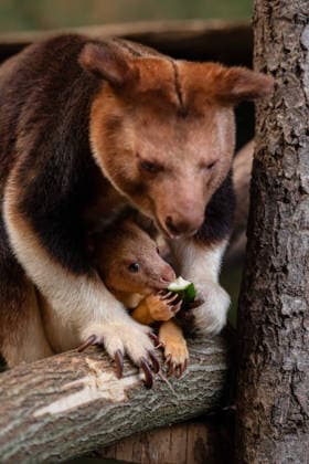 RECORD DATE NOT STATED Tree kangaroo joey emerges from his mum s pouch at Chester Zoo Endangered tree kangaroo joey has fully emerged for the first time after spending months growing inside his mother s pouch., Credit:Chester Zoo Avalon  Copyright: xChesterxZoox xAvalonx 1065443157