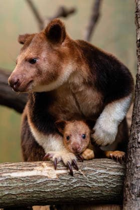 RECORD DATE NOT STATED Tree kangaroo joey emerges from his mum s pouch at Chester Zoo Endangered tree kangaroo joey has fully emerged for the first time after spending months growing inside his mother s pouch., Credit:Chester Zoo Avalon  Copyright: xChesterxZoox xAvalonx 1065443211
