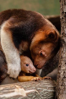 RECORD DATE NOT STATED Tree kangaroo joey emerges from his mum s pouch at Chester Zoo Endangered tree kangaroo joey has fully emerged for the first time after spending months growing inside his mother s pouch., Credit:Chester Zoo Avalon  Copyright: xChesterxZoox xAvalonx 1065443248