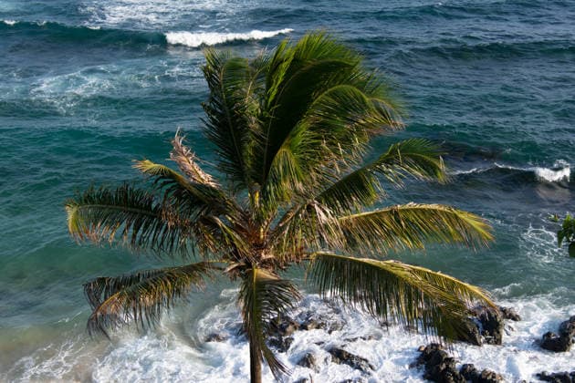 Tropical vegetation with coconut palms on rocks and waves breaking on the coast of Salvador. Salvador Bahia Brazil Copyright: xTHALESxANTONIOx 2026-01-03 Barra 004