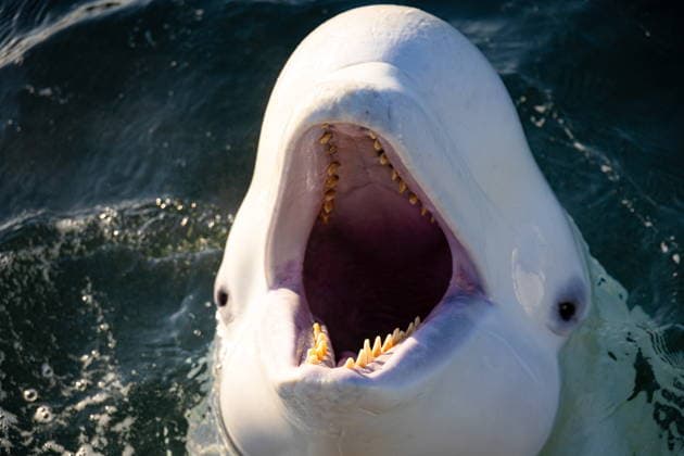 RUSSIA, VLADIVOSTOK - JANUARY 16, 2026: A beluga whale is trained in Paris Bay off Russky Island at the Marine Mammal Research Base (BIMM) of the Primorsky Aquarium, the Far Eastern Branch of the Russian Academy of Sciences. Six spotted seals and four beluga whales are kept at the base Vladivostok Russia  - ZUMAt113 20260116_zaa_t113_108 Copyright: xYurixSmityukx