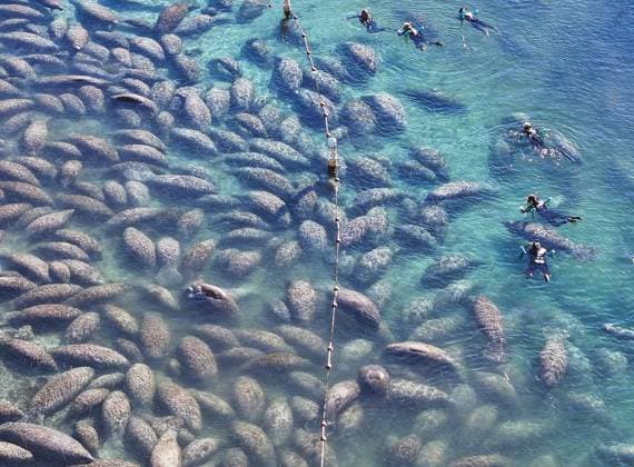 News Bilder des Tages January 16, 2026, Crystal River, Florida, USA: An aerial drone view as people swim with the manatees as they huddle just outside of Three Sisters Springs on Friday, Jan. 16, 2026 in Crystal River. Cold weather draws manatees into the springs which is a constant 72 degrees. Crystal River USA - ZUMAs70_ 20260116_zan_s70_029 Copyright: xDirkxShaddx