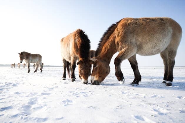 RUSSIA, KHERSON REGION - JANUARY 16, 2026: Przewalski s horses are seen at the Askania-Nova biosphere reserve in the village of Askania-Nova in winter. Alexei Konovalov TASS  87389806