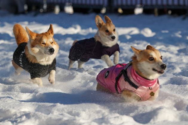 RUSSIA, BELGOROD - JANUARY 18, 2026: Dogs take part in the Husky trail race in a park. Anton Vergun TASS  87482223