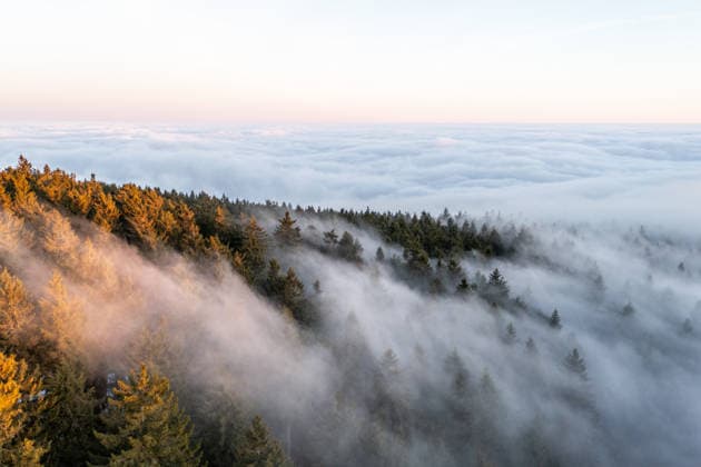 Forest in the fog The tops of the spruces in the forest on the Großer Feldberg rise out of the high fog in the morning , Schmitten Hessen Germany