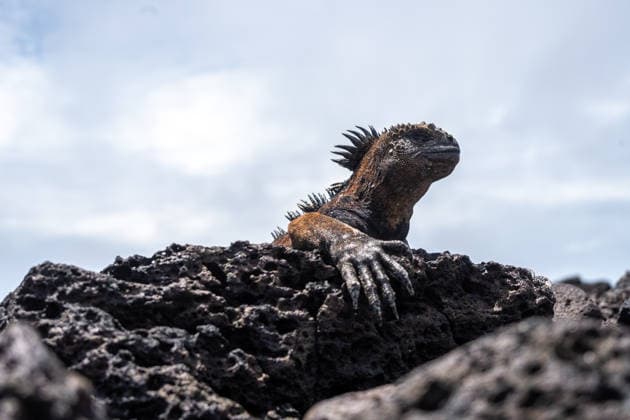 Creative Highlights World Meeresleguan, der sich auf den Felsen am Strand der Tortuga Bay ausruht, Galapagos, Ecuador A marine iguana rests on volcanic rocks at Tortuga Bay beach, Santa Cruz Island, showcasing the unique wildlife of the Galapagos Islands, Ecuador (License=RF) Copyright: xZoonar.com LaurentxDavoustx 24477397