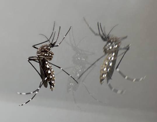 Tigermücke sitzt auf einem Spiegel, Nahaufnahme. Asiatische Mücke mit Spiegelung im Spiegel an der Wand, Makroansicht Tiger mosquito sitting on a mirror, close up. Asian mosquito with reflection in the mirror on the wall, macro view Copyright: imageBROKER MilanxVasicek ibxiqx15874751.jpg