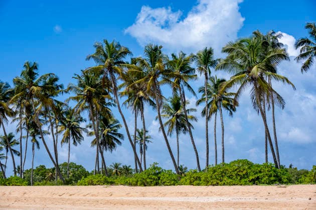 Coconut palm trees on sandy tropical beach in Tangalle Sri Lanka, Sri Lanka EGBF01569