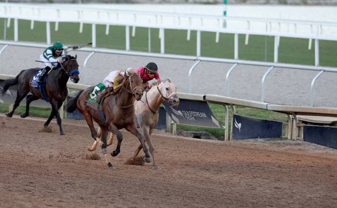 HALLANDALE BEACH, FL - JANUARY 24: Skippylongstocking (5) with jockey Tyler Gaffalione takes the lead against White Albarrio (11) with jockey Irad Ortiz, Jr. during the Pegasus World Cup Invitational horse race on January 24, 2026, at Gulfstream Park in Hallandale Beach, Florida People: Skippylongstocking, Tyler Gaffalione . Copyright: xhoo-me.com MediaPunchx