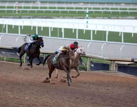 HALLANDALE BEACH, FL - JANUARY 24: Skippylongstocking (5) with jockey Tyler Gaffalione takes the lead against White Albarrio (11) with jockey Irad Ortiz, Jr. during the Pegasus World Cup Invitational horse race on January 24, 2026, at Gulfstream Park in Hallandale Beach, Florida People: Skippylongstocking, Tyler Gaffalione . Copyright: xhoo-me.com MediaPunchx