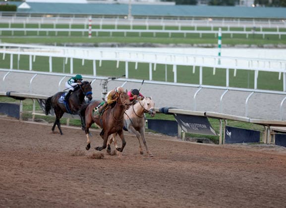HALLANDALE BEACH, FL - JANUARY 24: Skippylongstocking (5) with jockey Tyler Gaffalione takes the lead against White Albarrio (11) with jockey Irad Ortiz, Jr. during the Pegasus World Cup Invitational horse race on January 24, 2026, at Gulfstream Park in Hallandale Beach, Florida People: Skippylongstocking, Tyler Gaffalione . Copyright: xhoo-me.com MediaPunchx