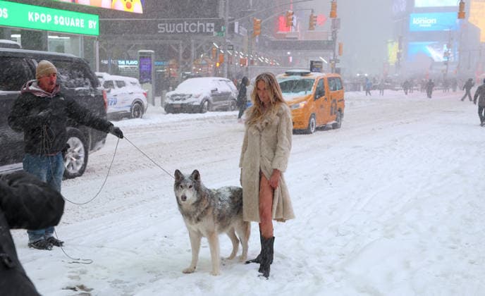 Holly Graves Photoshoot With A Wolf In Times Square - NYC U.S model Holly Graves is doing a photoshoot with a wolf on the middle of Times Square during a winter snow storm in New York, NY on January 25, 2026. Photo by Dylan Travis ABACAPRESS.COM New York City NY United States  Copyright: xDylanxTravis ABACAx