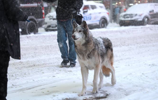 Holly Graves Photoshoot With A Wolf In Times Square - NYC U.S model Holly Graves is doing a photoshoot with a wolf on the middle of Times Square during a winter snow storm in New York, NY on January 25, 2026. Photo by Dylan Travis ABACAPRESS.COM New York City NY United States  Copyright: xDylanxTravis ABACAx