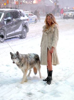 Holly Graves Photoshoot With A Wolf In Times Square - NYC U.S model Holly Graves is doing a photoshoot with a wolf on the middle of Times Square during a winter snow storm in New York, NY on January 25, 2026. Photo by Dylan Travis ABACAPRESS.COM New York City NY United States  Copyright: xDylanxTravis ABACAx