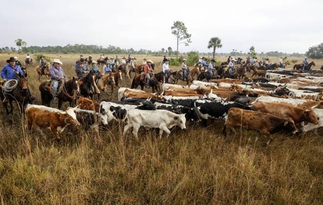 January 26, 2026, Okeechobee, Florida, USA: Cowboys join in a line to push a group of cows while participating in the Great Florida Cattle Drive on Monday, Jan 26, 2026, at the DeLuca Preserve in Okeechobee County. Okeechobee USA - ZUMAs70_ 20260126_zan_s70_036 Copyright: xDouglasxR.xCliffordx