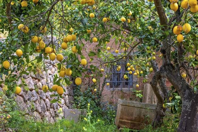 Reife gelbe Zitronen hängen an Ästen in einem Garten neben einem alten Haus, Soller, Mallorca, Spanien Ripe yellow lemons hanging from tree branches in a garden by an old house, Soller, Mallorca, Spain Copyright: imageBROKER LarsxJohansson ibxljo16271552.jpg