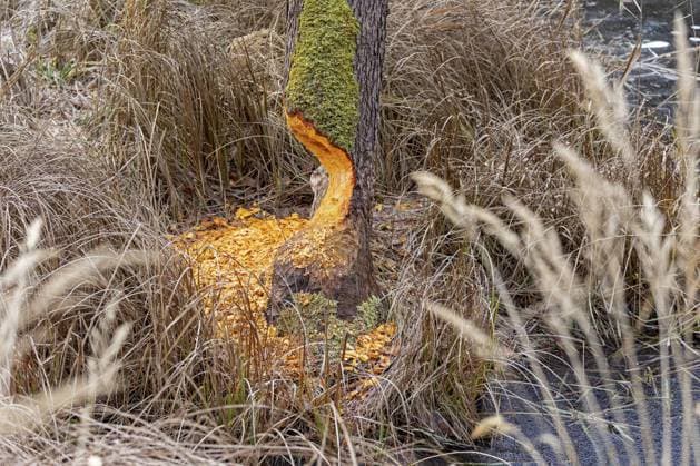 Von Biber angebissener Baum bei Spechthausen, Brandenburg, Deutschland Tree bit by beaver near Spechthausen, Brandenburg, Germany Copyright: imageBROKER SiegfriedxKuttig ibxshg16285944.jpg