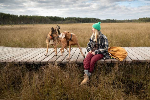 Zwei Hunde, die sich bei ihrem täglichen Spaziergang im herbstlichen Moor begegnen und gemeinsam neben einer Wanderin spielen. Woman pet owner sitting on ecological trail at fall peat bog with dog and meets another pet. Two dogs meeting on daily walk at autumn wetland, getting to know each other and playing together. (License=RF) ,model released, Symbolfoto Copyright: xZoonar.com DmitriixMarchenkox 24543443 ,model released, Symbolfoto ,property released