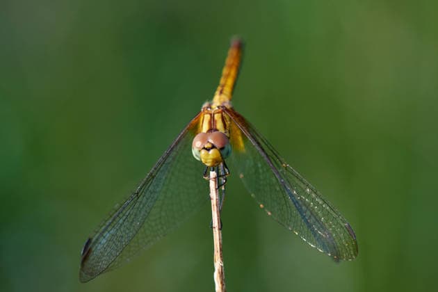 Close-up view of dragonfly perching on dry twig Phiman, Satun, Thailand R_GXKV26012751-1950973-01