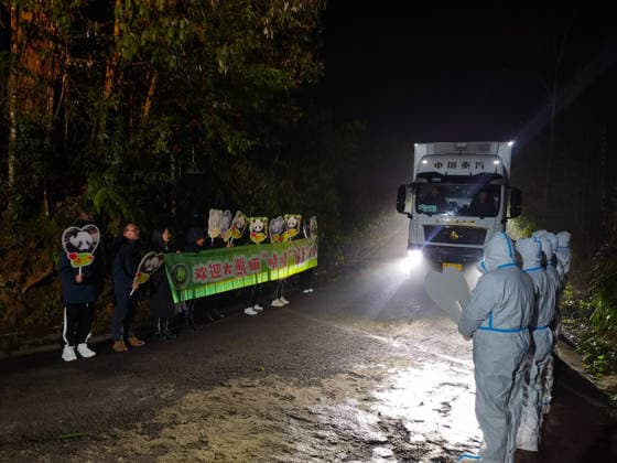 (260128) -- CHENGDU, Jan. 28, 2026 -- Giant pandas Xiao Xiao and Lei Lei arrive at the Ya an base of China Conservation and Research Center for the Giant Panda in southwest China s Sichuan Province on Jan. 28, 2026. The final two giant pandas in Japan returned to China from a zoo in Tokyo on Wednesday morning, marking the end of over five decades of panda presence in Japan. The pair, Xiao Xiao and Lei Lei, arrived at Chengdu in southwest China s Sichuan Province at 1 a.m., before they were sent to the Ya an base of China Conservation and Research Center for the Giant Panda, where they will be quarantined. Xiao Xiao and Lei Lei were born in 2021 to their mother Shin Shin and her mate, Ri Ri, which were returned to China in September