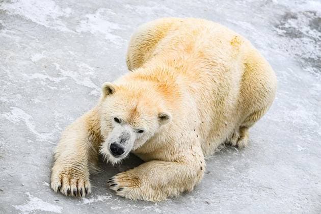 Polar bears at Berlin Zoo FOR EDITORIAL PURPOSES ONLY EDITORIAL USE ONLY p Polar bears at Berlin Zoo enjoying the snow and the sun in their enclosure, photographed on 28 01 2026 in Berlin Berlin Berlin Berlin Copyright MaurizioxGambarini Copyright: MaurizioxGambarini doc84bx2lq29oh1iwo6922gl ,EDITORIAL USE ONLY Copyright: MaurizioxGambarini