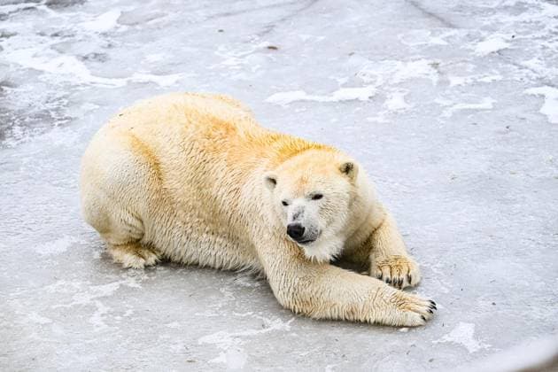 Polar bears at Berlin Zoo FOR EDITORIAL PURPOSES ONLY EDITORIAL USE ONLY p Polar bears at Berlin Zoo enjoying the snow and the sun in their enclosure, photographed on 28 01 2026 in Berlin Berlin Berlin Berlin Copyright MaurizioxGambarini Copyright: MaurizioxGambarini doc84bx2nn14u0bokoq1ila ,EDITORIAL USE ONLY Copyright: MaurizioxGambarini