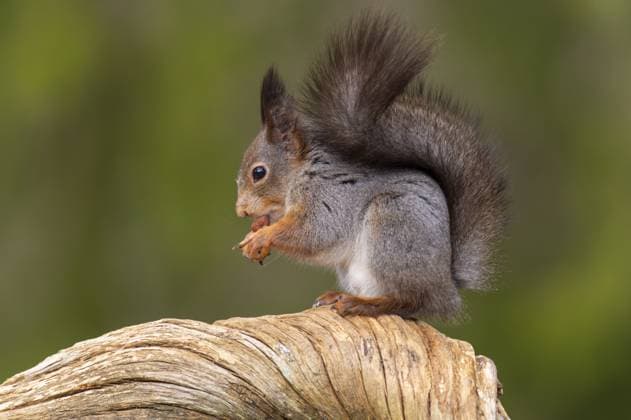 Eichhörnchen (Sciurus vulgaris) auf einem Baumstamm mit Futter, Fagelsjö, Gävleborgs län, Schweden Squirrel (Sciurus vulgaris) on a tree trunk with food, Fagelsjö, Gävleborgs län, Sweden Copyright: imageBROKER WillixRolfes ibxwro16243874.jpg